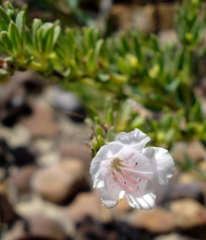 Lobostemon hottentoticus